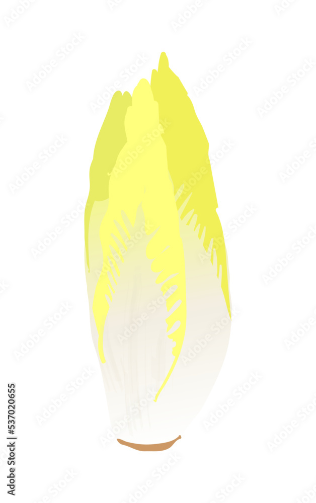 Fall vegetables - endive Fall vegetables - endive