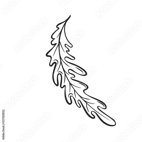 Outline arugula falling, levitating arugula, rocket, eruca, rucola vector illustration