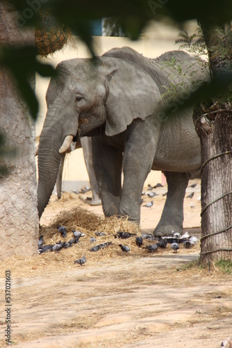 elefante