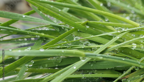 drops of dew on fresh grass close-up