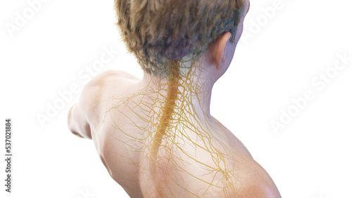 3d rendered medical illustration of the spinal cord and cervical nerves