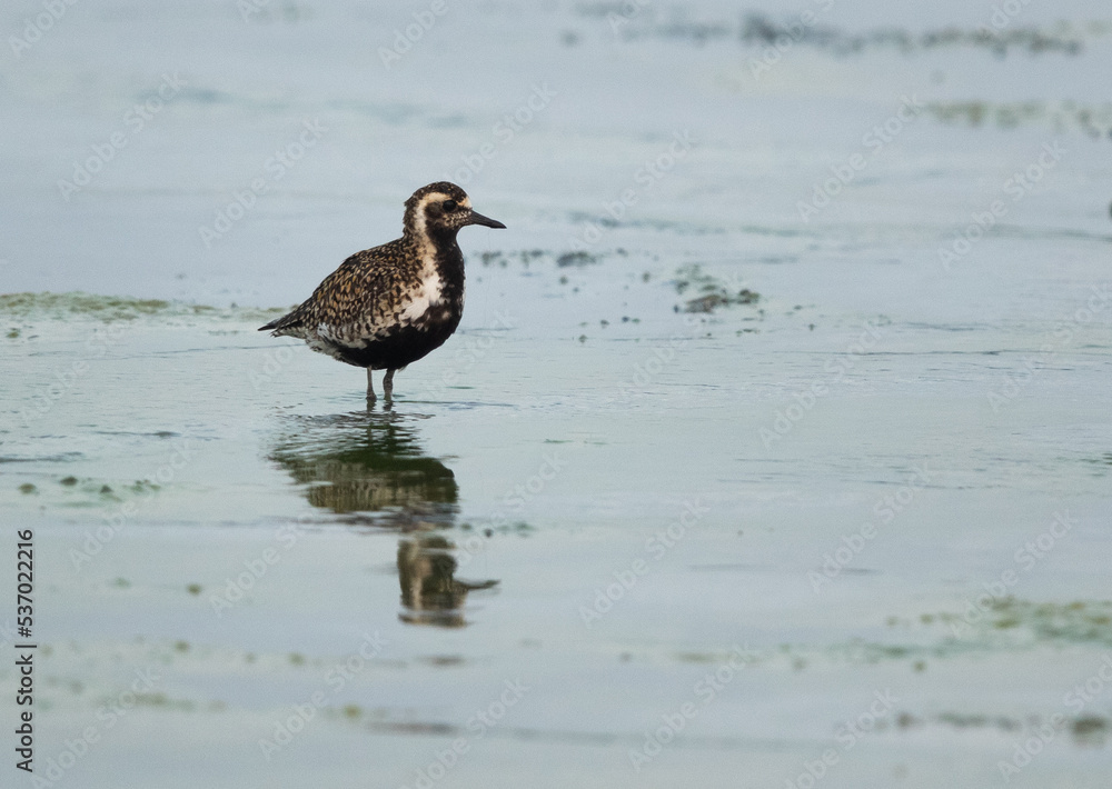 Pacific golden plover at Arad coast of Bahrain Pacific golden plover at Arad coast of Bahrain