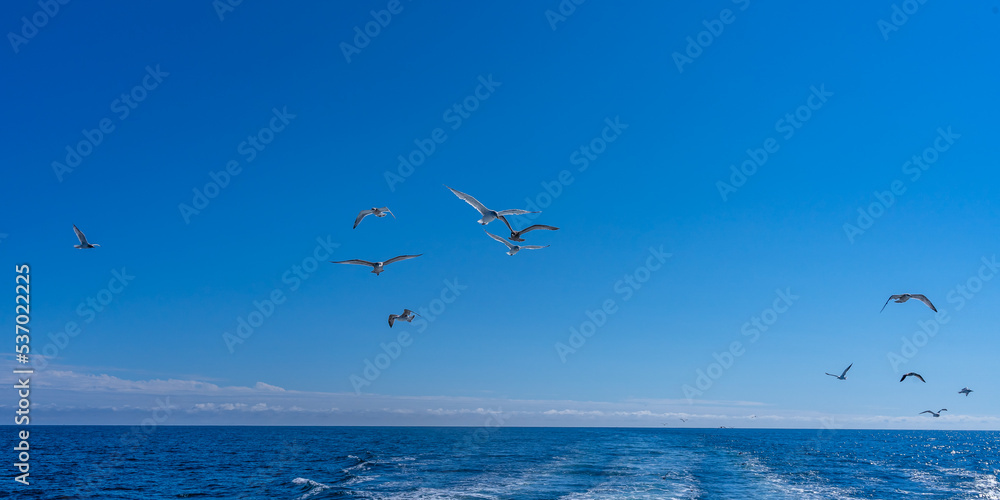 A flock of seagulls over the Atlantic Ocean looking for fish in the wake of a fishing ship
