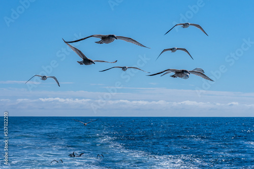 A flock of seagulls with spread wings in the blue sky chasing a fishing ship in the Atlantic Ocean in the morning
