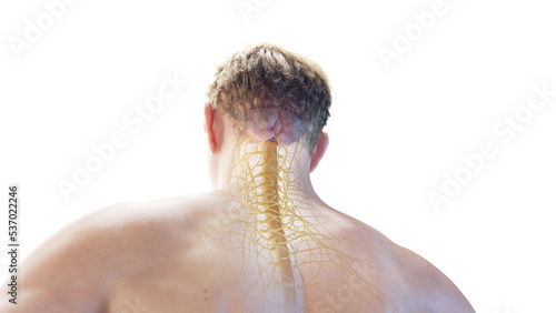 3d rendered medical illustration of a posterior view of the brain and spinal cord