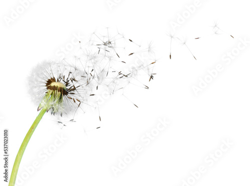 Dandelion blowball