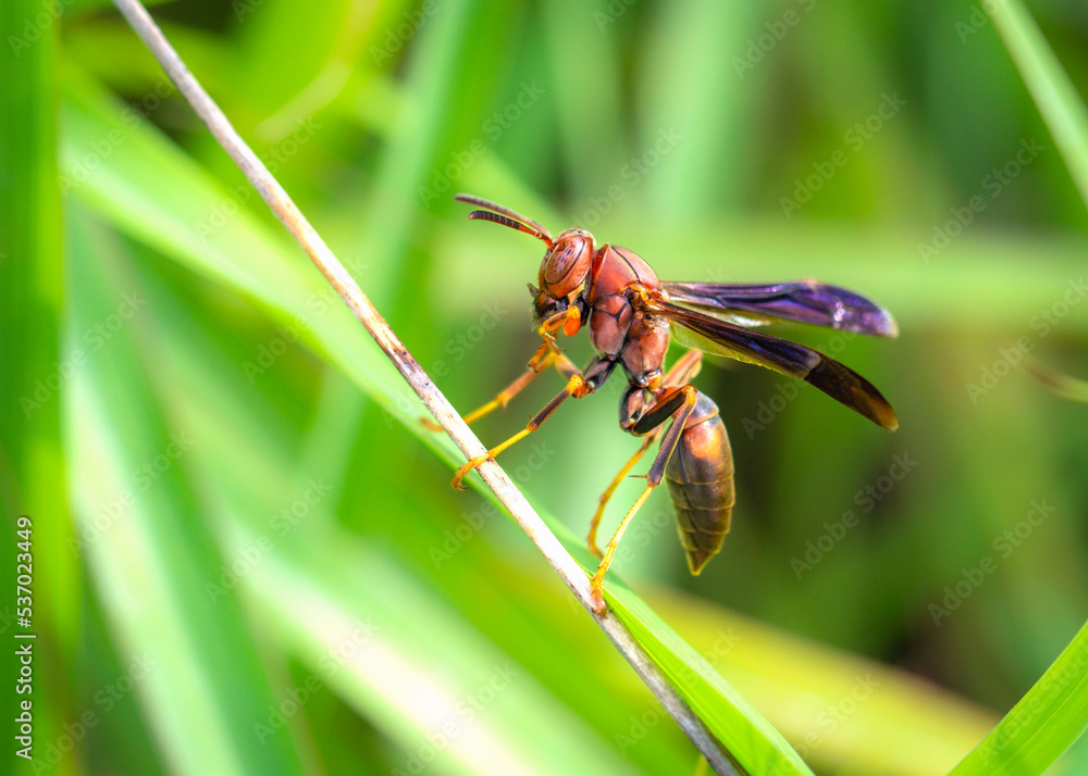 Metric Paper Wasp along the Shadow Creek Ranch Nature Trail in Pearland, Texas! Metric Paper Wasp along the Shadow Creek Ranch Nature Trail in Pearland, Texas!