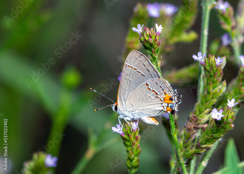Gray Hairstreak Butterfly along the Shadow Creek Ranch Nature Trail in Pearland, Texas!