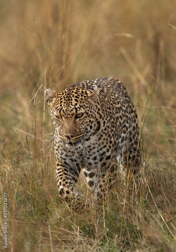 Naklejka premium Leopard walking in the savannah grasses, Masai Mara.