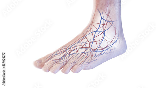 3d rendered medical illustration of the blood vessels of the foot