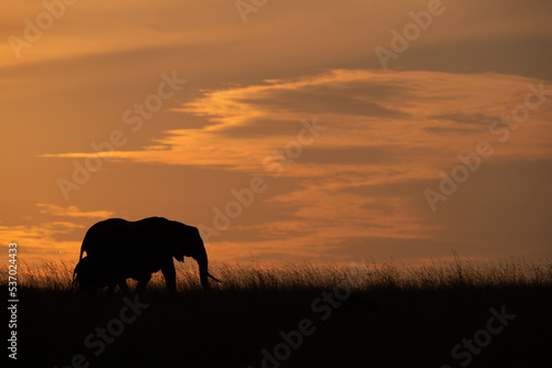 Silhouette of African elephant during sunset, Masai Mara, Kenya