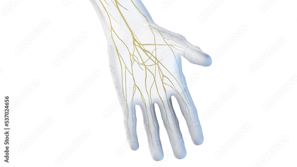 3d rendered medical illustration of the nerves of the hand 3d rendered medical illustration of the nerves of the hand