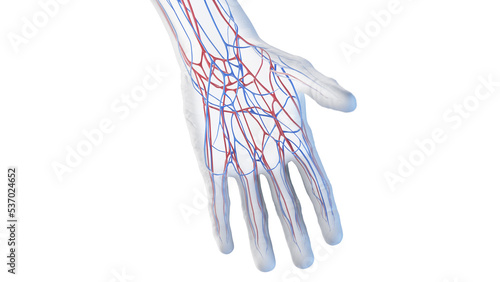 3d rendered medical illustration of the vascular anatomy of the hand