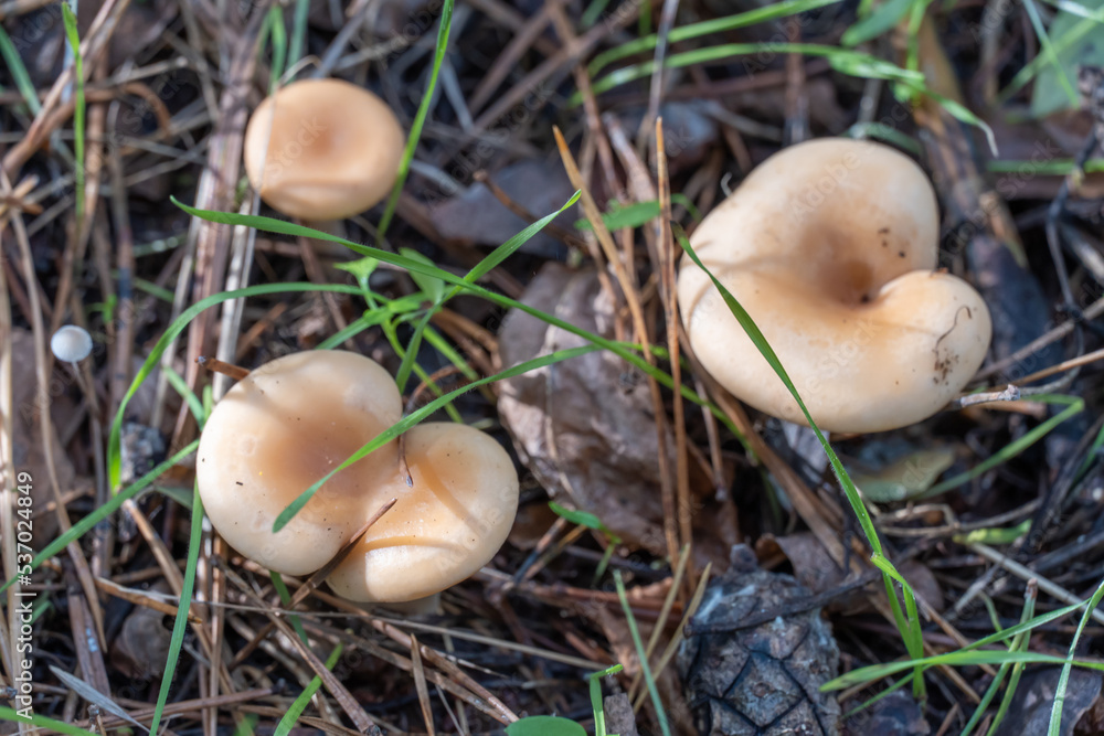 Wild mushroom сlitocybe growing rows on forest floor. Edible light brown mushroom talker family tricholomataceae. Smoky plate and funnel shaped of govorushka ryadovkovye. Harvest and season fungal. Wild mushroom сlitocybe growing rows on forest floor. Edible light brown mushroom talker family tricholomataceae. Smoky plate and funnel shaped of govorushka ryadovkovye. Harvest and season fungal.