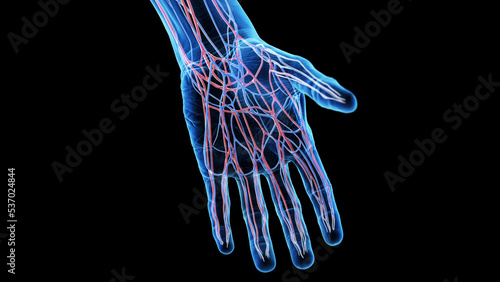 3d rendered medical illustration of the vascular anatomy of the hand