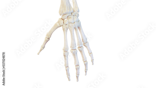 3d rendered medical illustration of the bones of the hand