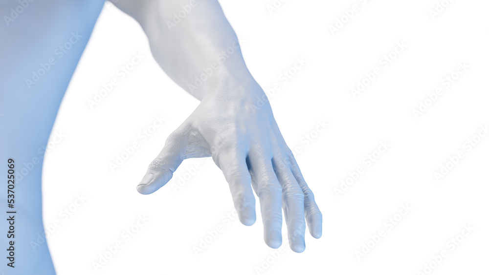3d rendered medical illustration of the human hand 3d rendered medical illustration of the human hand
