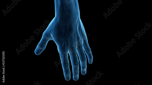 3d rendered medical illustration of the human hand