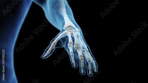 3d rendered medical illustration of the bones of the hand