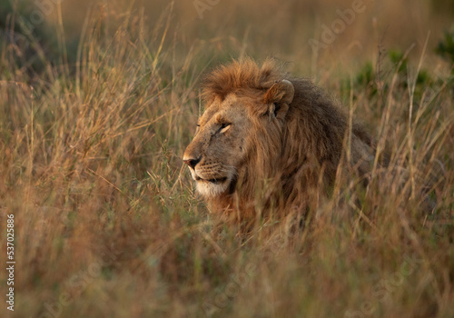 Portrait of a Lion at Masai Mara  Kenya