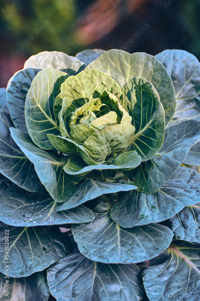 Obraz premium Cabbage leaves in autumn sun. High quality photo