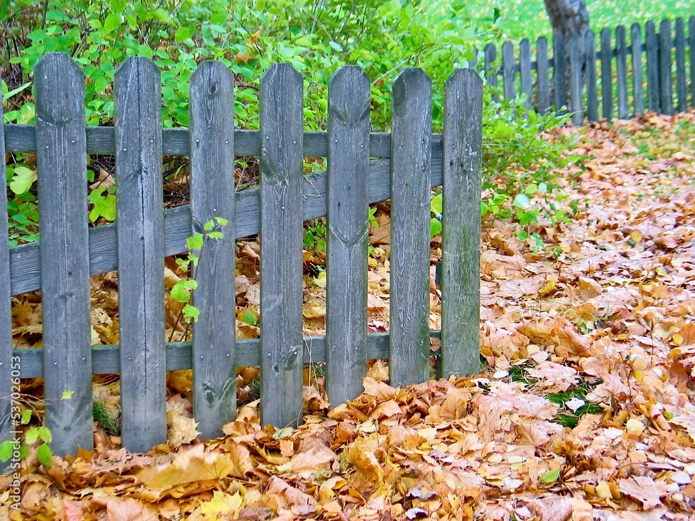 Grey wooden fence with brown maple leaves on the ground in a garden in autumn. Grey wooden fence with brown maple leaves on the ground in a garden in autumn.