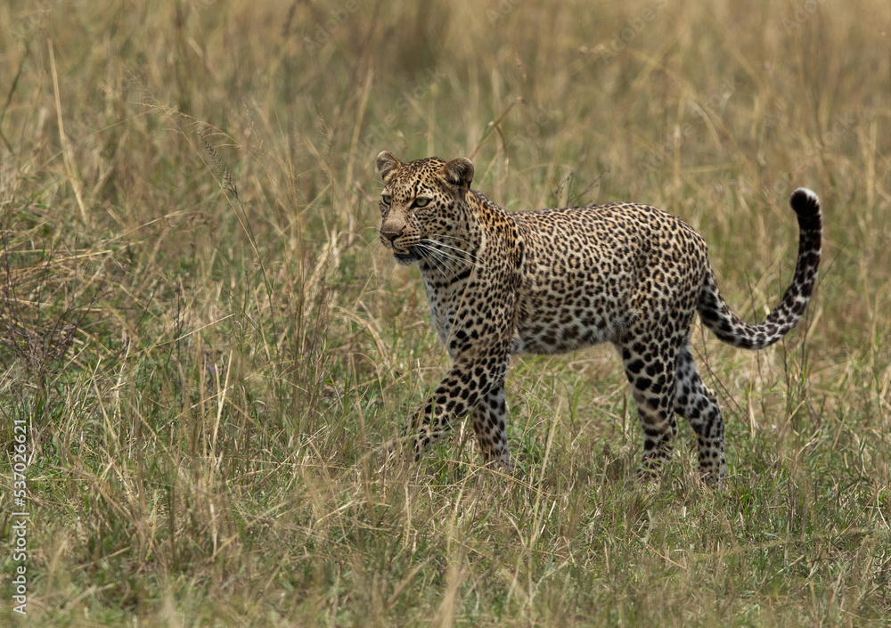 leopard walking in the grasses, Masai Mara. leopard walking in the grasses, Masai Mara.