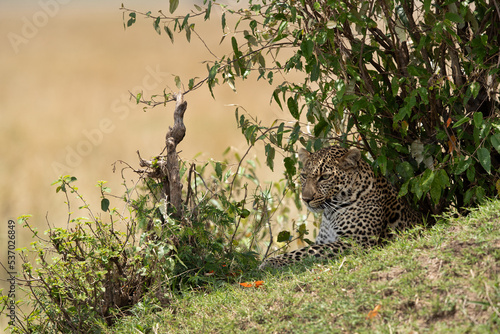 Leopard resting in a bush, Masai Mara, Kenya