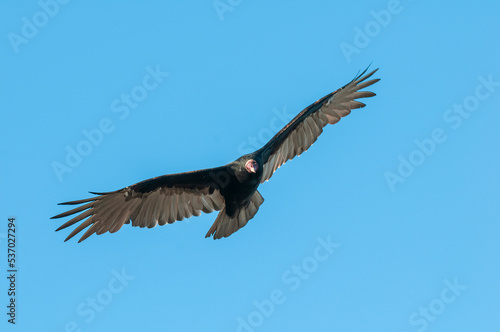 Turkey Vulture   planning in flight  Patagonia  Argentina