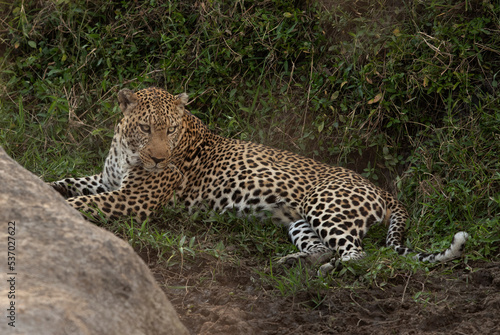 Portrait of a huge male leopard  Masai Mara  Kenya