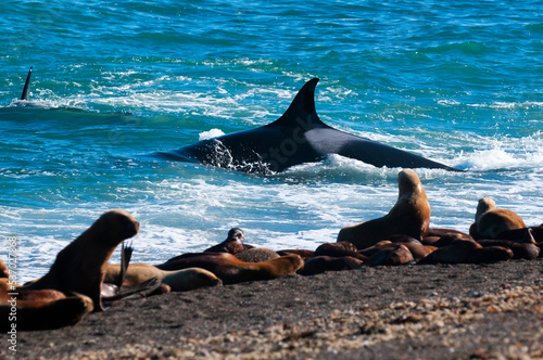 Killer whale hunting sea lions on the paragonian coast, Patagonia, Argentina