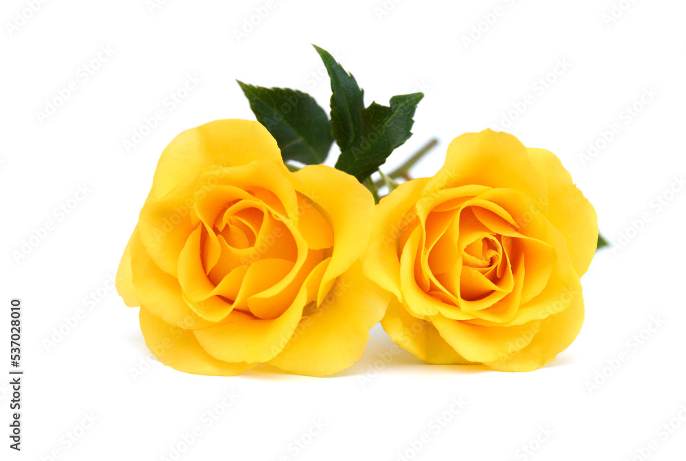 Fototapeta premium Yellow roses bunch isolated on white background. 