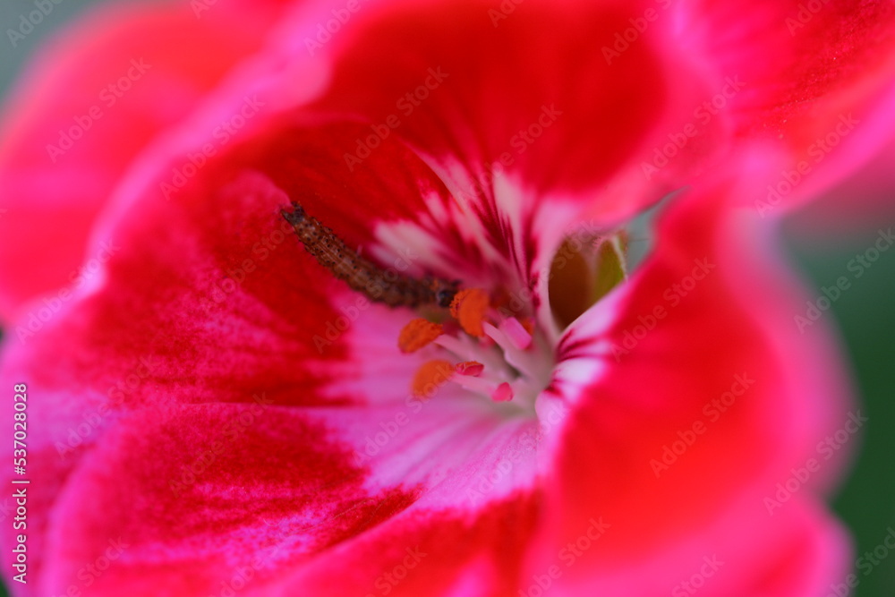 Red Flower, lila Flower, Macro Photography Red Flower, lila Flower, Macro Photography