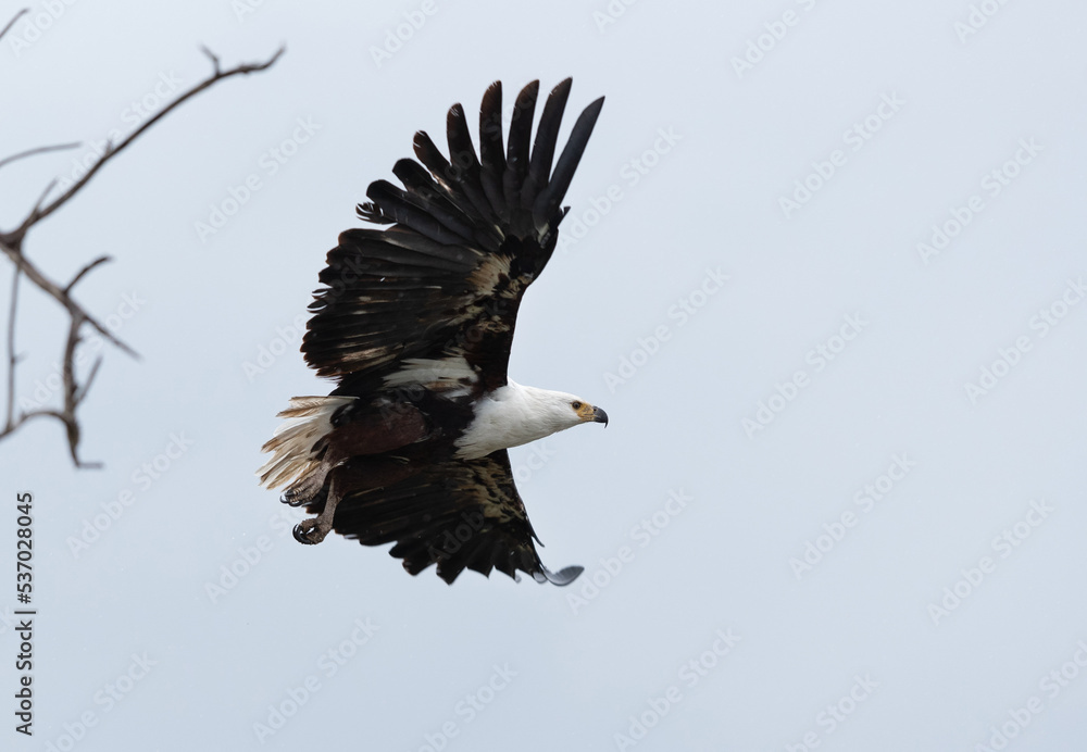 Obraz premium A Fish Eagle in flight, Masai Mara, Kenya