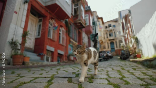 Funny Cat roaming the empty street in historical Balat area, Istanbul Turkey. Stray cat taking steps on paving stones, looking for food photo