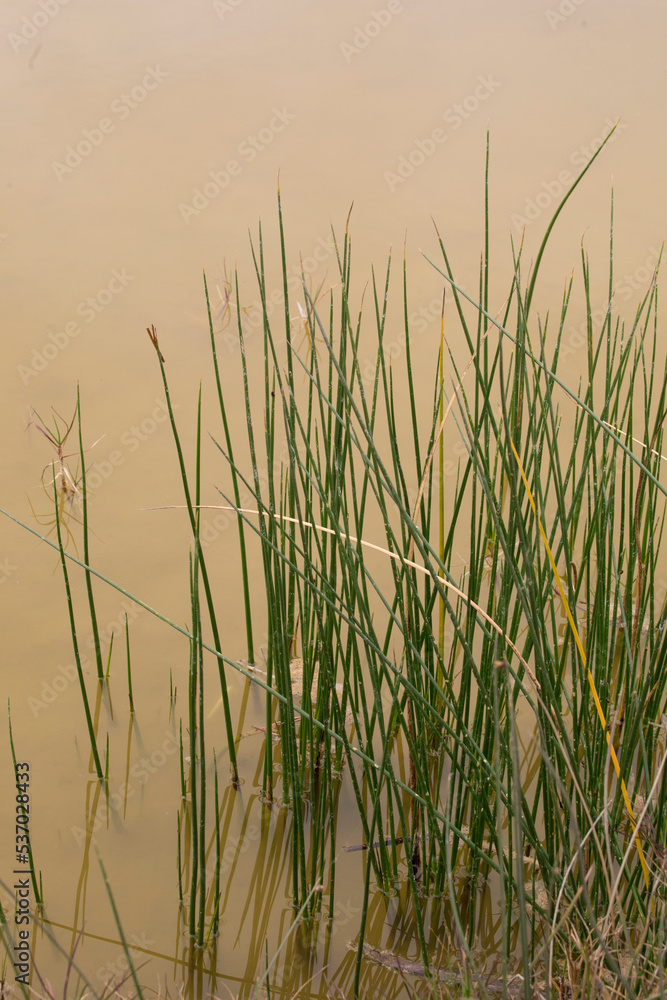 Pantanos de Villa Lima Peru Bird watching sightseing wetland swamp hobbie
