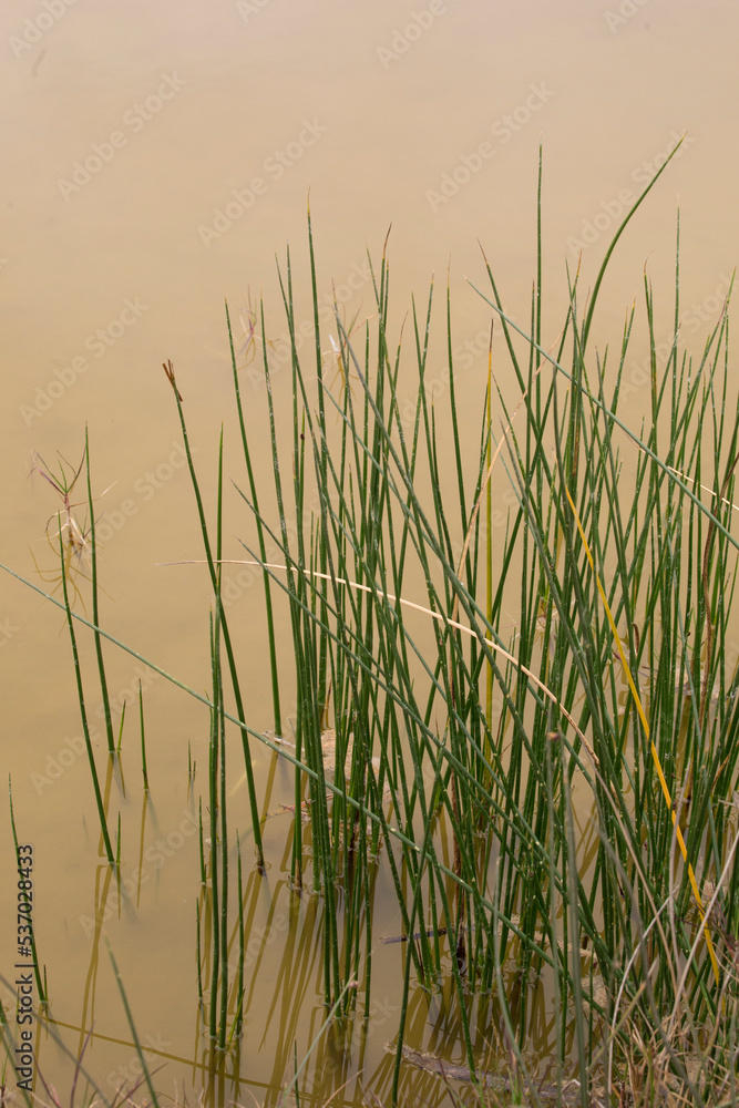 Pantanos de Villa Lima Peru Bird watching sightseing wetland swamp hobbie Pantanos de Villa Lima Peru Bird watching sightseing wetland swamp hobbie