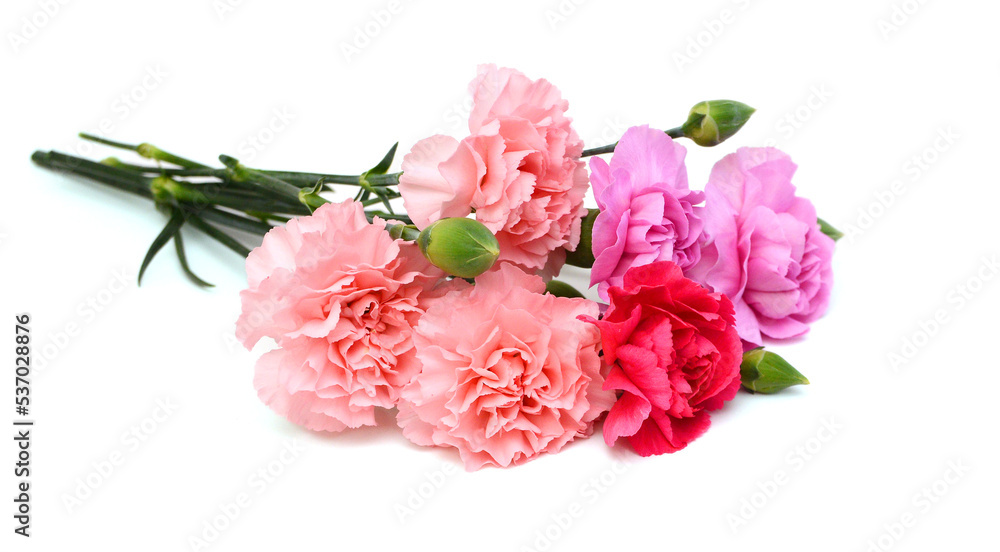 Stack Carnation flowers on white background Stack Carnation flowers on white background