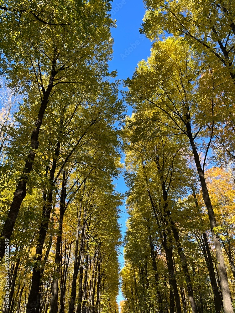 Beautiful autumn trees with colored leaves, autumn trees in the park, blue sky Beautiful autumn trees with colored leaves, autumn trees in the park, blue sky