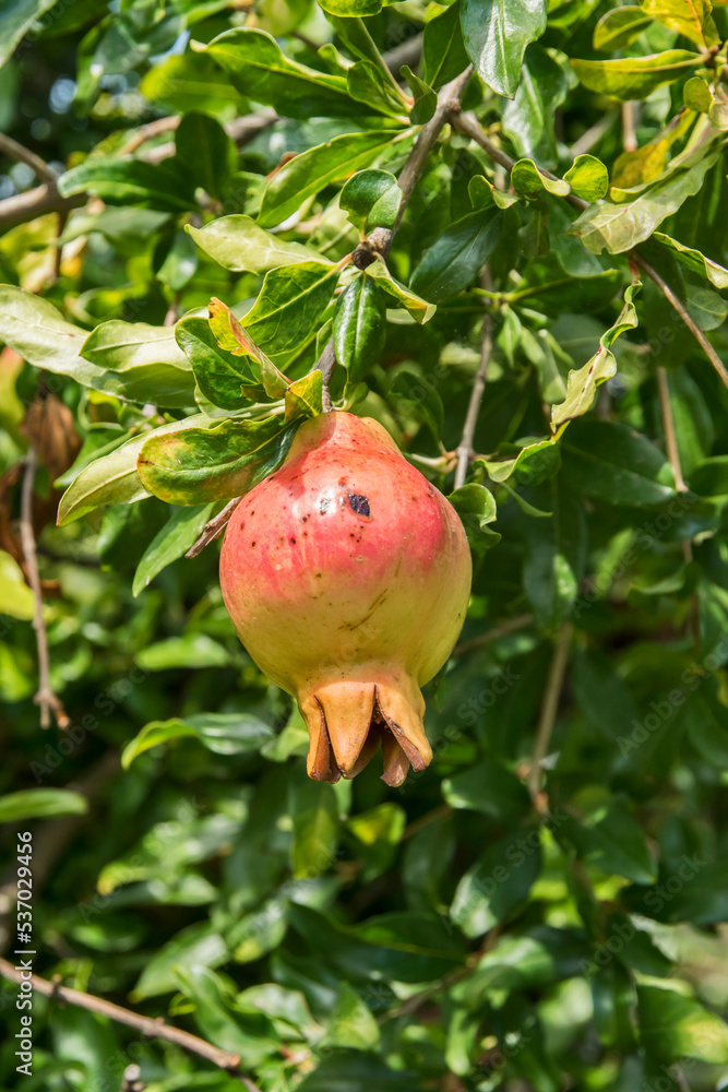 Ripe fruit on pomegranate tree closeup in sunny summer day Ripe fruit on pomegranate tree closeup in sunny summer day