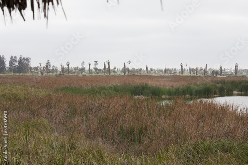 Pantanos de Villa Lima Peru Bird watching sightseing wetland swamp hobbie
