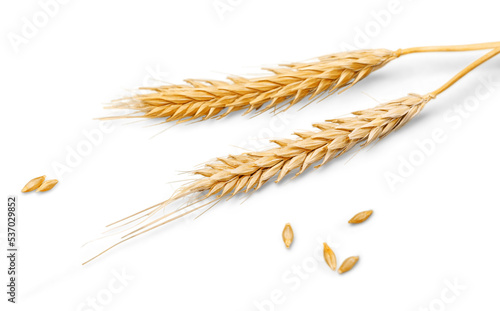 Leinwand Poster Closeup of Golden Barley , Wheat Plants