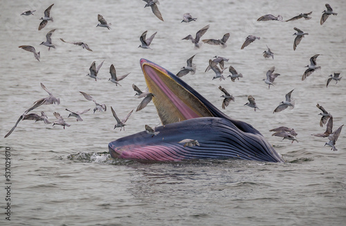 Bryde's whale up over the sea for eating small fish and have many seagull flying over. photo