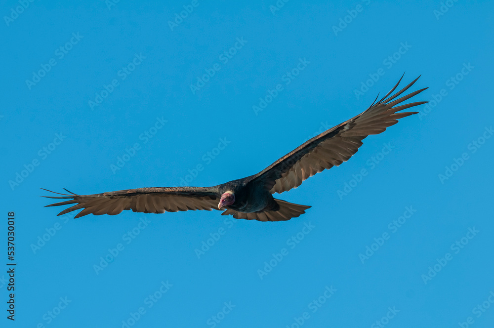Fototapeta premium Turkey Vulture, ,planning in flight, Patagonia, Argentina