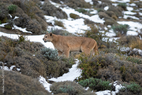Puma walking in mountain environment, Torres del Paine National Park, Patagonia, Chile. © foto4440