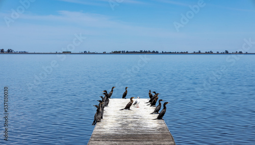 Pier in the Gomez lagoon in Junin, Argentina full of birds called cormorants photo