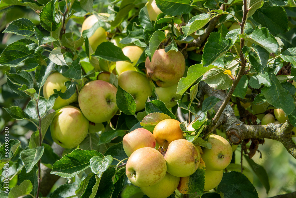 apples ripening in the summer sunshine on the tree apples ripening in the summer sunshine on the tree