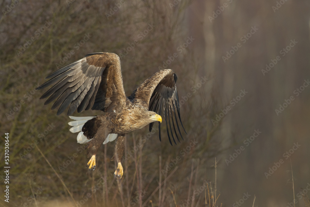Obraz premium Majestic predator White-tailed eagle, Haliaeetus albicilla in Poland wild nature