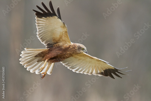 Flying Birds of prey Marsh harrier Circus aeruginosus, hunting time Poland Europe 