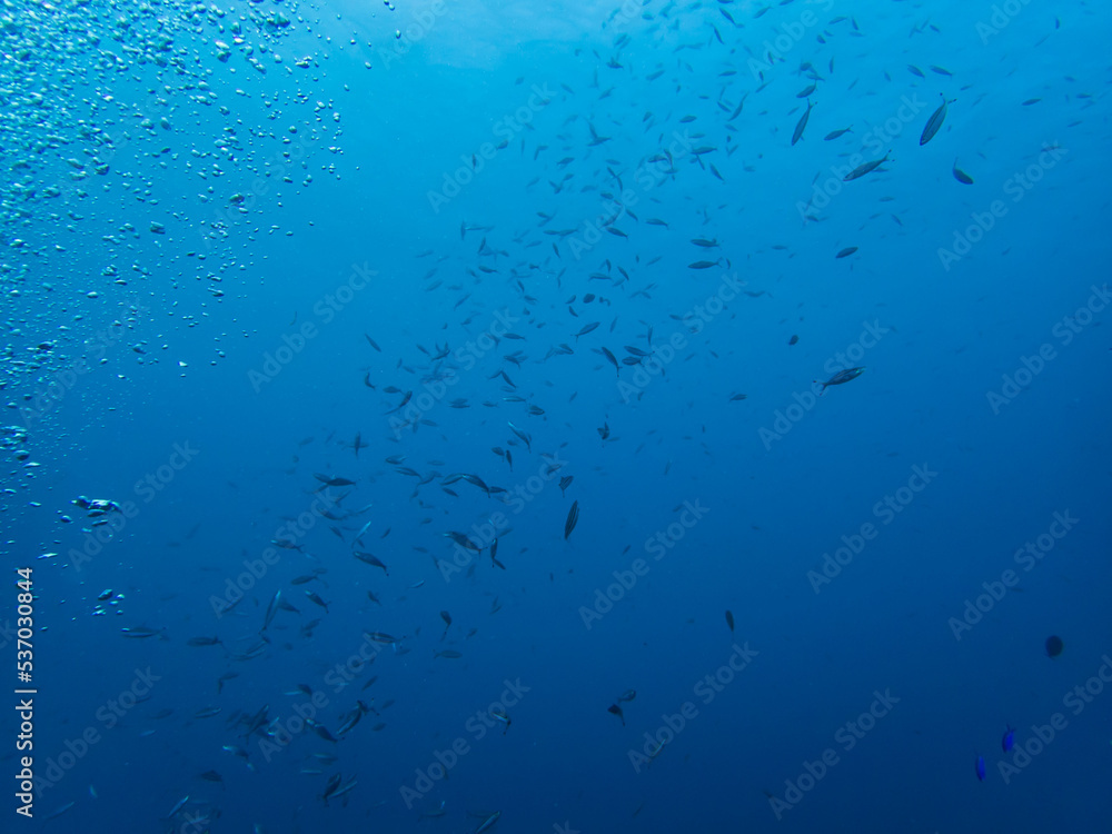 石垣島の海面に群れる魚 石垣島の海面に群れる魚